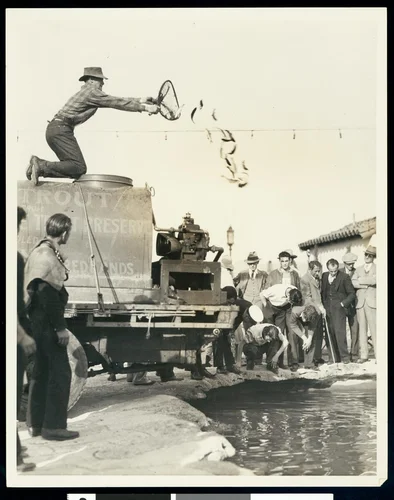 A man tossing trout into a trout preserve pond, Redlands, ca.1930