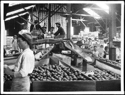 Interior of citrus packing house, Ontario, ca.1905