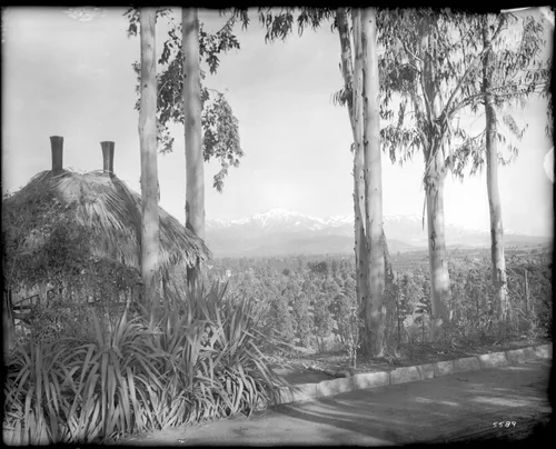 View of the orange groves and snow-capped mountains from the road, Redlands, ca.1900