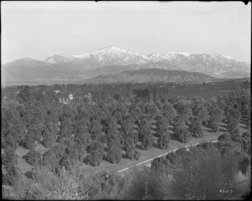 View of orange groves and snow-capped mountains in Redlands, California, ca.1900