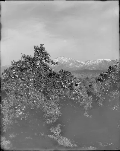 View of orange trees and snow-capped mountains, Redlands, California, ca.1900