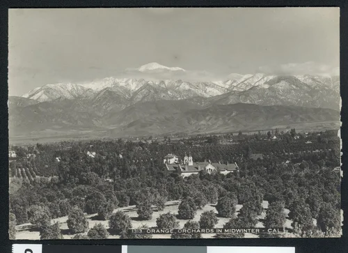 Orange orchards during midwinter in Redlands, ca.1900