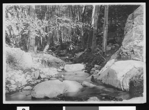 Woodland scene in Redlands, on the way to Seven Oaks, ca.1900