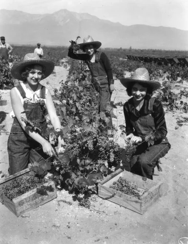 Women working in Gausti vineyard, view 11