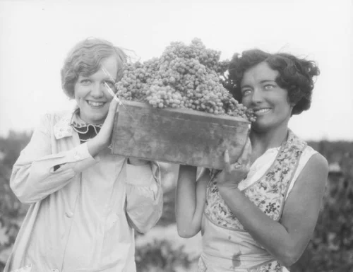 Women working in Gausti vineyard, view 15