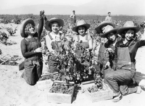 Women working in Gausti vineyard, view 5
