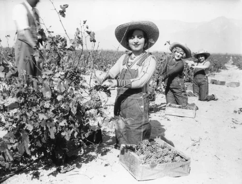 Women working in Gausti vineyard, view 8