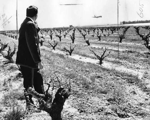 Vineyards in Guasti