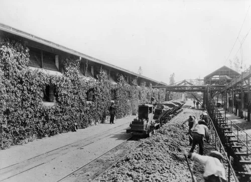 Grape workers at Guasti