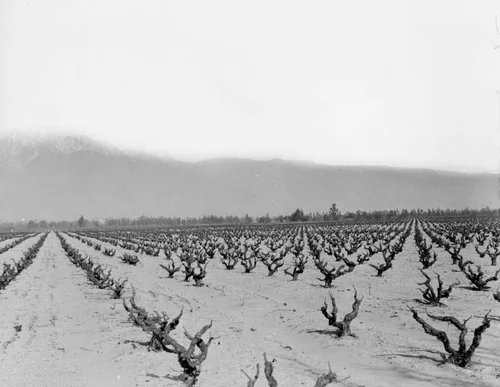 Guasti vineyard