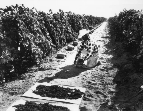 Man drying Guasti grapes