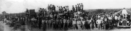 Vineyard workers in Guasti