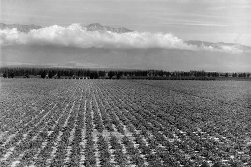Panoramic view of Gausti vineyard