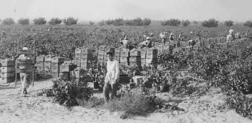 Picking grapes in Guasti