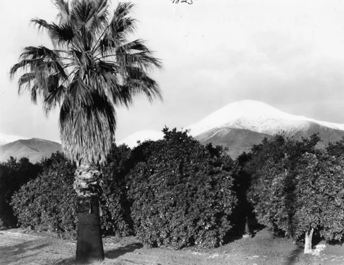 Naval orange groves, Redlands