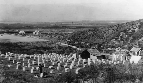 Colton bee apiary