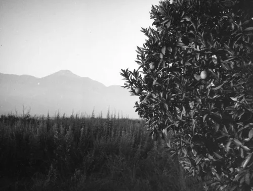 Orange grove and mountains