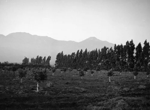 Orange grove and mountains