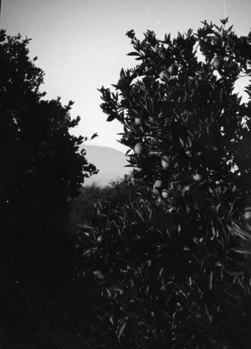 Orange grove with mountains