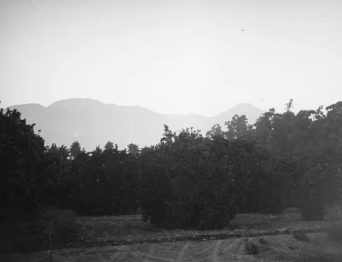 Orange grove with mountains