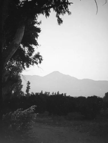 Orange grove with mountains