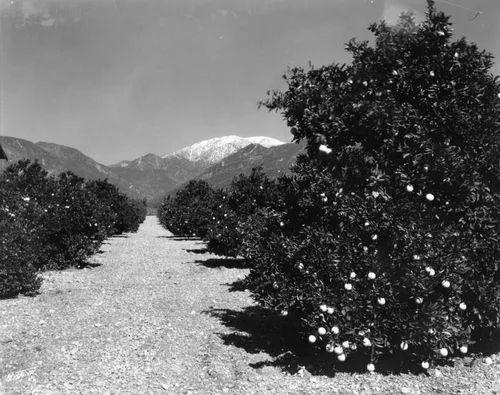 Orange grove, gravel road and snow