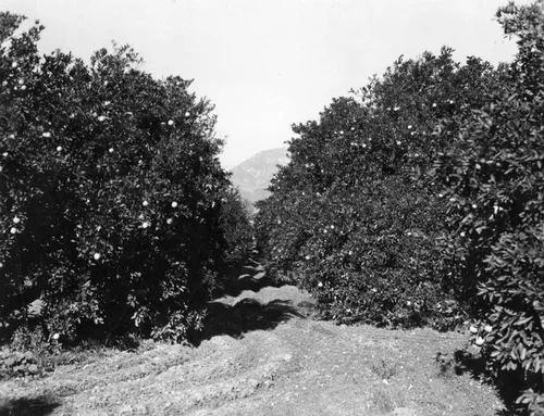 Upland orange grove