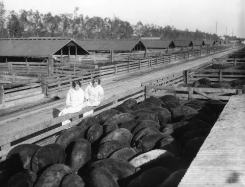 Hogs in Fontana