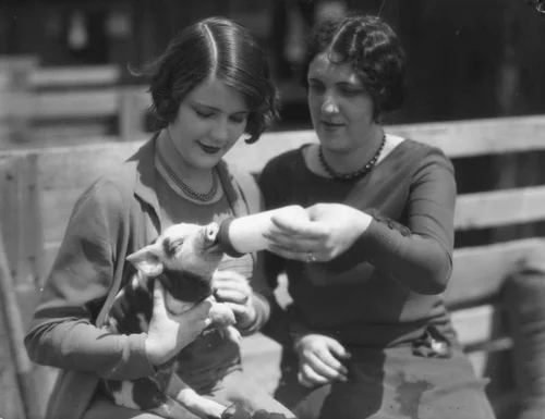 Women feeding baby pig