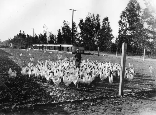 Fontana poultry farm