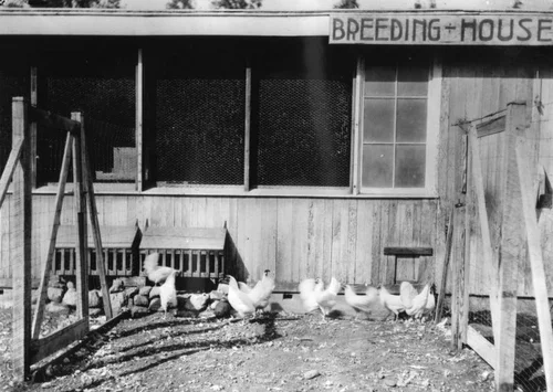 Fontana poultry farm