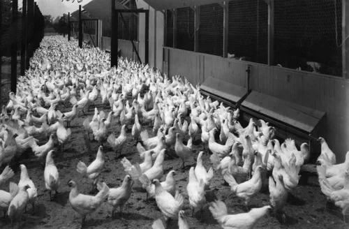 Fontana poultry ranch