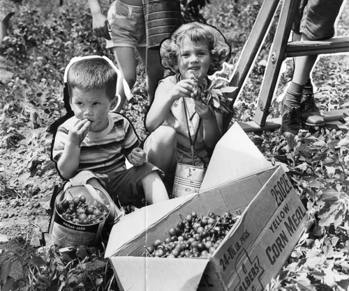 It's cherry time in Beaumont