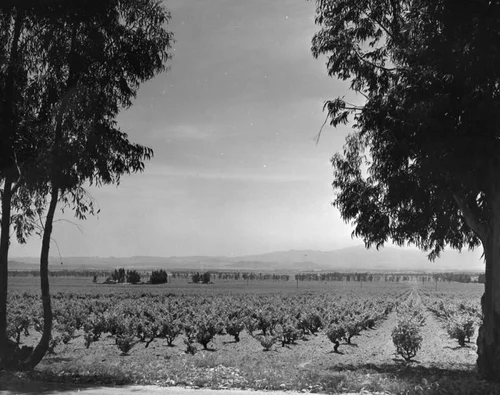 vineyard