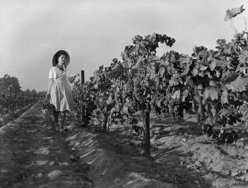 Female grape picker