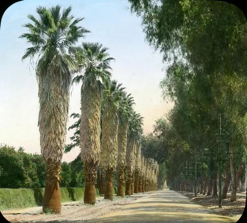 Riverside, California, Palm Trees along Magnolia Avenue
