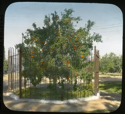 Washington navel orange tree
