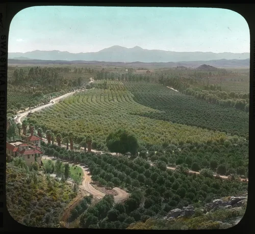 Orange Groves of Riverside, California, Santa Ana Mountains in Distance