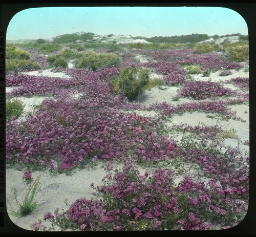 Coachella Valley, Desert Verbenas in Bloom
