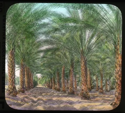 A Date Orchard in the Coachella Valley