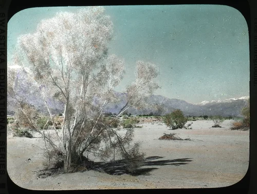 Across Coachella Valley to Mount San Jacinto, Smoke Tree in foreground
