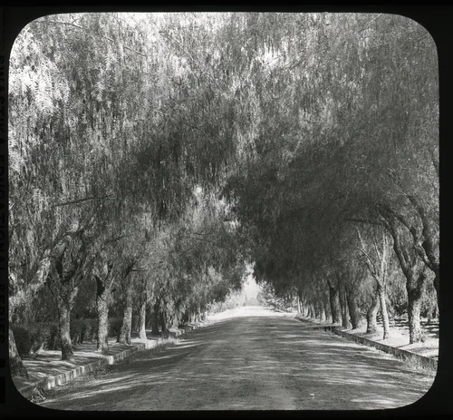 A Pepper Tree Drive near Redlands, California