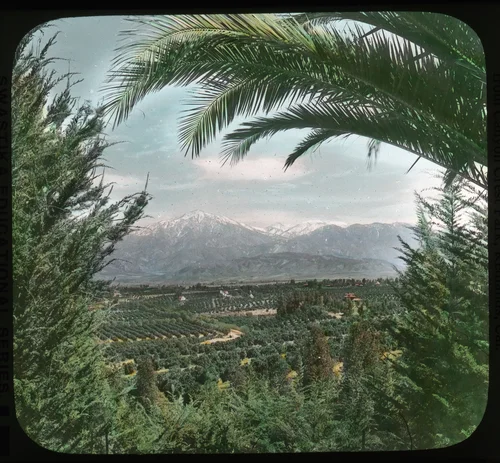 Through Palms to Orange Groves and Mountains from Canyon Crest Park, Redlands, California
