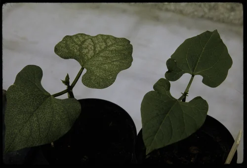 SMOG-DAMAGED AND "CLEAN" PLANTS SHOWN TOGETHER AT THE STATEWIDE AIR POLLUTION RESEARCH CENTER