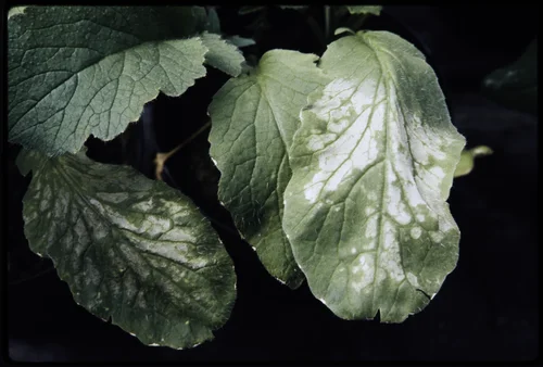 SMOG-DAMAGED PLANT AT THE STATEWIDE AIR POLLUTION RESEARCH CENTER, UNIVERSITY OF CALIFORNIA. PLANT WAS DAMAGED BY FUMIGATION WITH 1/2 PART PER MILLION OF OZONE FOR 3 HOURS