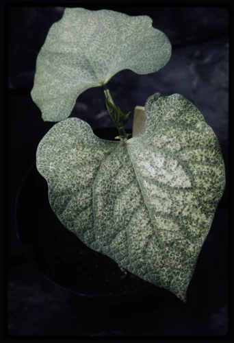 SMOG-DAMAGED PLANT AT THE STATEWIDE AIR POLLUTION RESEARCH CENTER, UNIVERSITY OF CALIFORNIA. PLANT WAS DAMAGED BY FUMIGATION WITH 1/2 PART PER MILLION OF OZONE FOR 3 HOURS