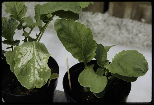 SMOG-DAMAGED AND "CLEAN" PLANTS SHOWN TOGETHER AT THE STATEWIDE AIR POLLUTION RESEARCH CENTER