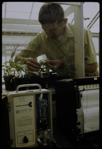 GENE CARDIFF, HEAD OF PLANT RESEARCH AT THE STATEWIDE AIR POLLUTION RESEARCH CENTER