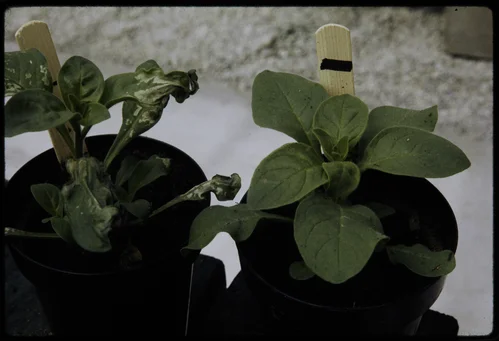 SMOG-DAMAGED AND "CLEAN" PLANTS SHOWN TOGETHER AT THE STATEWIDE AIR POLLUTION RESEARCH CENTER