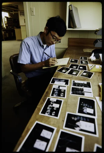 RON OSHIMA, CALIFORNIA DEPARTMENT OF AGRICULTURE, WORKING WITH PHOTOGRAPHS OF DAMAGED PLANTS AT THE STATEWIDE AIR POLLUTION RESEARCH CENTER